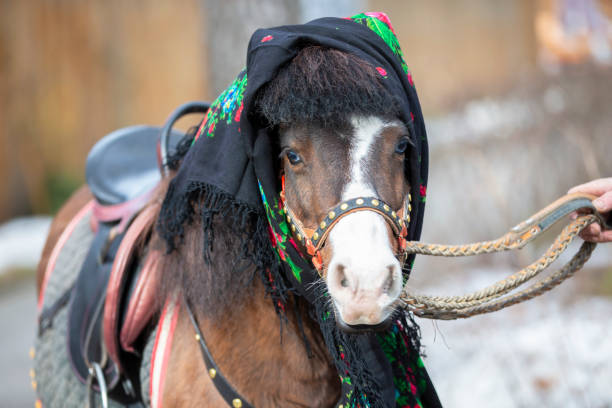 un cheval dans un châle russe. poney. - russian culture scarf textile shawl photos et images de collection