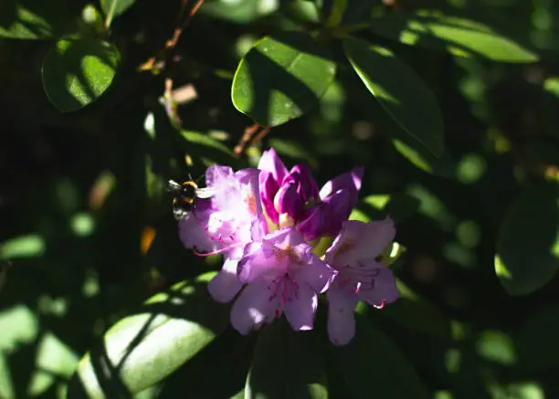 Photo of Bumblebee on bright pink lilac or purple raindrop covered rhododendron flower with green leaves macro close-up horizantal format