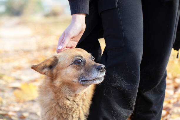 istock Man's hand stroking a street ginger dog. 1255151131