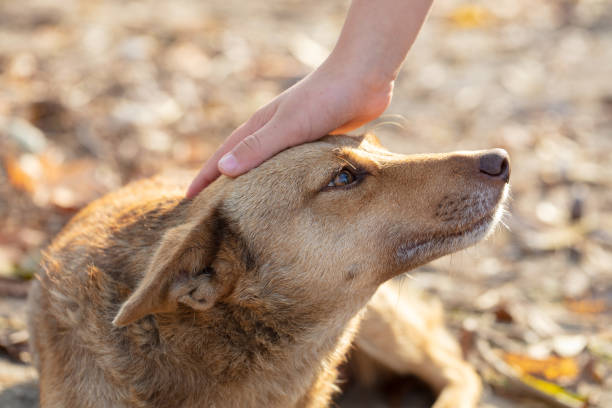 istock A hand strokes a dog a mongrel. 1255151260
