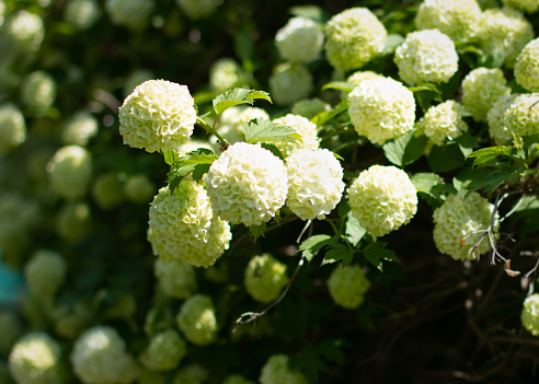 A Clustered 'Annabelle' Hydrangea Flowering Shrub. Annabelle Is The Best Known Variety Of Smooth Hydrangea. This Is Commonly the Only Found Or Known Variety By The Mass Public.