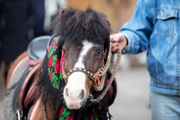 istock A horse in a Russian shawl. Pony. 1255151284