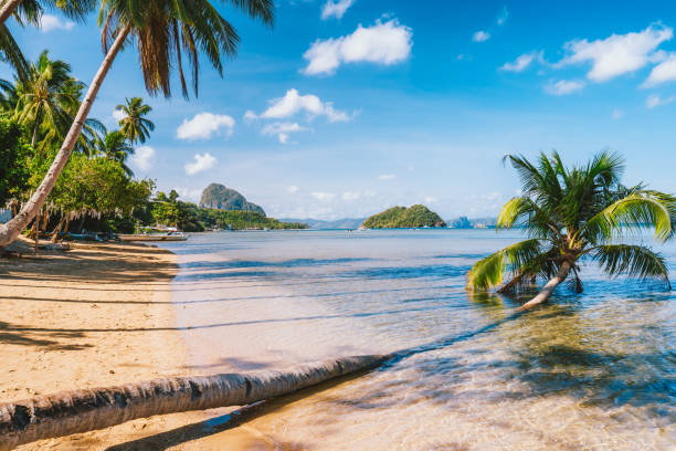 Sandy Beach with fallen palm tree on corong beach, El Nido, Palawan, Philippines Sandy Beach with fallen palm tree on corong beach, El Nido, Palawan, Philippines. bohol photos stock pictures, royalty-free photos & images