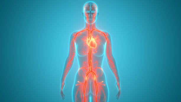 istock Human Circulatory System Heart Anatomy 1255151370