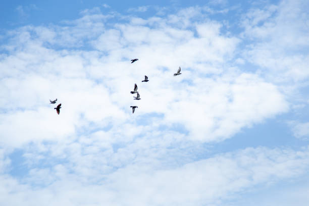 istock Beautiful blue sky view with fluffy clouds and flock of birds flying 1255151949