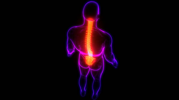 istock Vertebral Column of Human Skeleton System Anatomy 1255151983