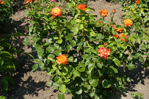 Bush of rose with red and yellow flowers in mid August