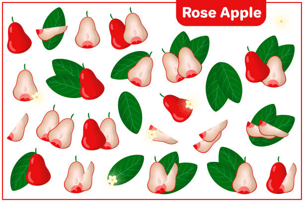 Set of vector cartoon illustrations with Rose Apple exotic fruits, flowers and leaves isolated on white background Set of vector cartoon illustrations with whole, half, cut slice Rose Apple exotic fruits, flowers and leaves isolated on white background water apple stock illustrations