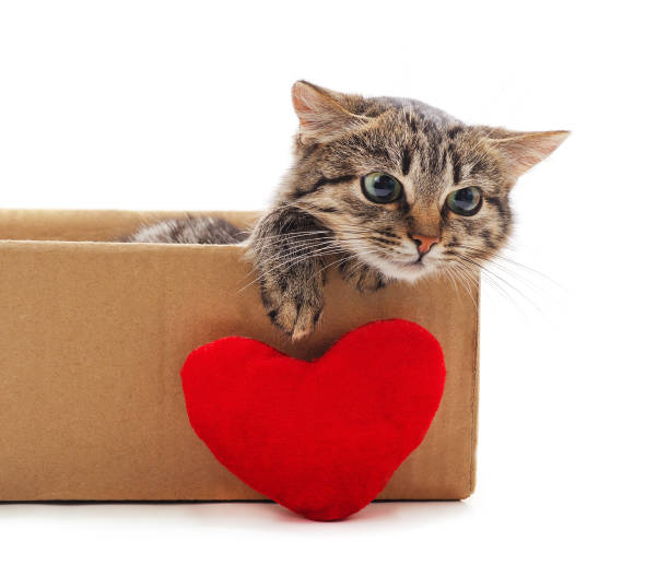 istock Little cat in the box with a toy heart. 1255153099