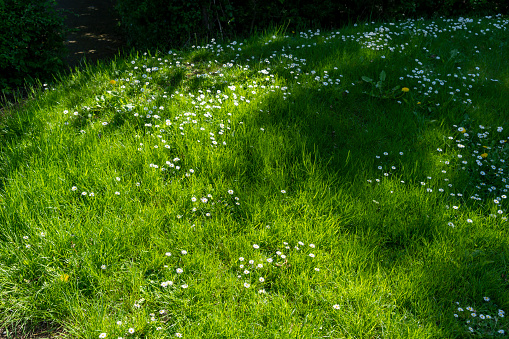 Daisies in a lawn.