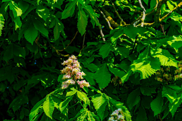 Horse chestnut flower spike on a tree