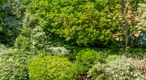 Different types of shrub in a formal hedge