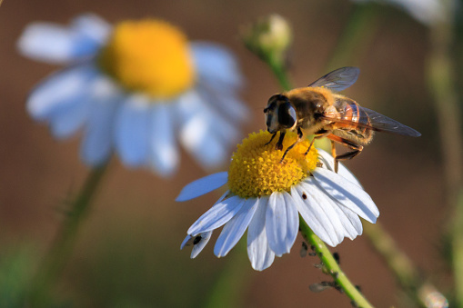 Honey Bee at Work