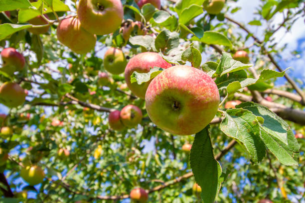 istock Red apples on the tree between leaves under blue sky on a sunny day. Closeup, selective focus 1255156938