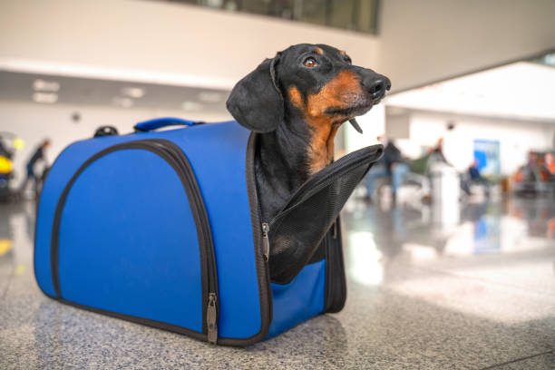 Obedient dachshund dog sits in almost closed blue pet carrier at airport or train station, looks up and waits owner. Safe travel with animals. Customs quarantine to transporting animals across border. obedient dachshund perro se sienta en casi cerrado azul porta mascotas en el aeropuerto o estación de tren, mira hacia arriba y espera propietario. viaje seguro con animales. cuarentena aduanera para el transporte de animales a través de la frontera.