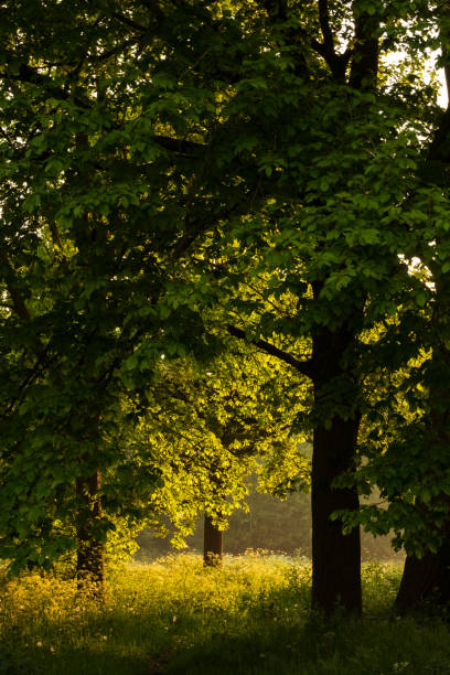 istock Trees in the morning sunlight 1255160267