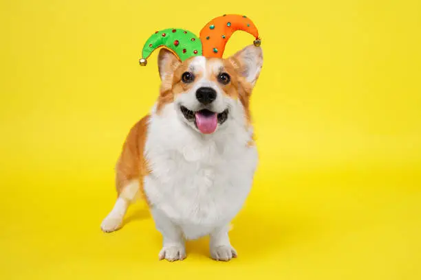 Cute welsh corgi pembroke or cardigan dog in funny colorful clown hat with bells stands on yellow background and smiles, front view, copy space for text, holiday concept.