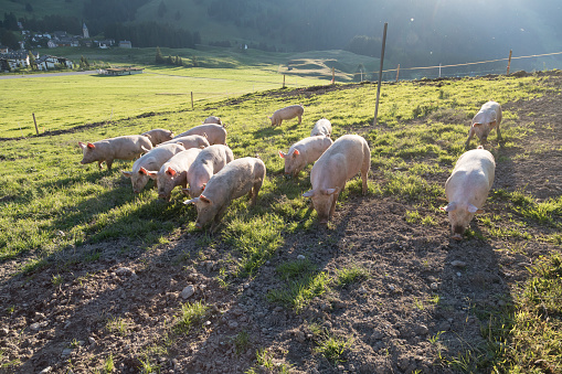 pigs on a farm in the swiss alps