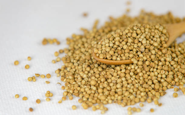 istock Coriander dry seeds in wooden spoon on white canvas background 1255162632