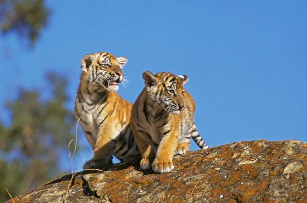 istock Bengal Tiger, panthera tigris tigris, Cub stanting on Rock 1255164681