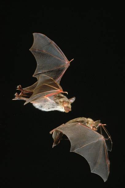 istock Mouse-Eared Bat, myotis myotis, Adults in Flight against Black Background 1255164691