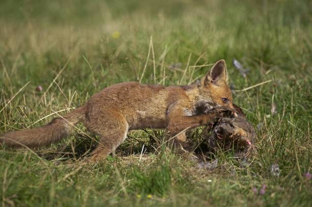 istock Red Fox, vulpes vulpes, Young with a Kill, a Partrigde, Normandy 1255164701