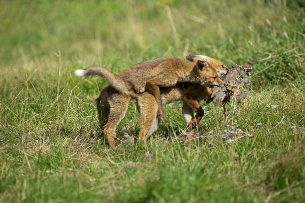 istock Red Fox, vulpes vulpes, Adult with a Kill, a Partrigde, Normandy 1255164705