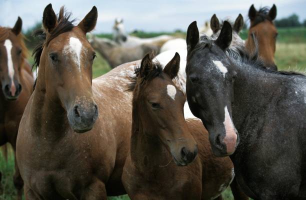 istock American Saddlebred Horse, Herd in Meadow 1255164891