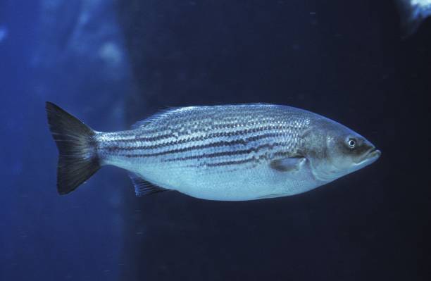 gestreifter bass, morone saxatilis - rockfish stock-fotos und bilder