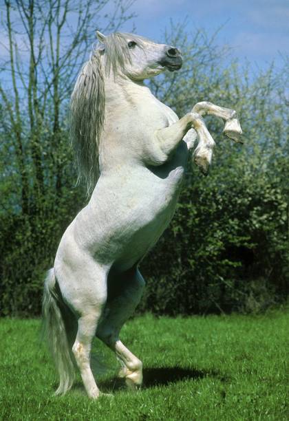 istock Camargue Horse, Rearing up 1255164950