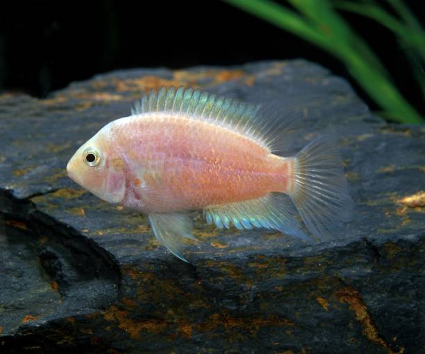 istock Convict Cichlid, cryptoheros nigrofasciatus, Albino Fish 1255164952