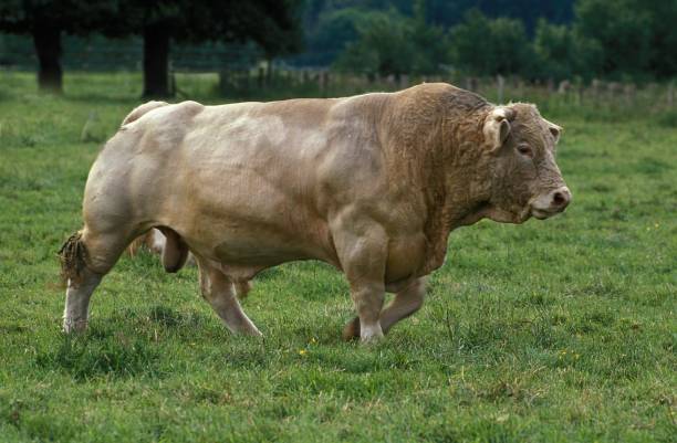 Charolais cows grazing in lush green pasture, heads lowered toward grass, late afternoon sunlight, horizontal composition, ideal for agricultural, animal husbandry and sustainable farming illustrations.