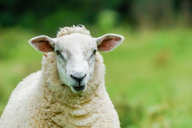 羊 - ewe ストックフォトと画像