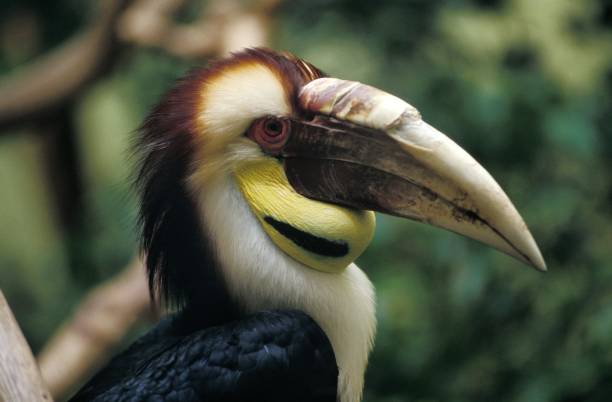 Wreathed Hornbill, aceros undulatus, Portrait of Male Wreathed Hornbill, aceros undulatus, Portrait of Male wreathed hornbill stock pictures, royalty-free photos & images