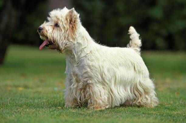 istock West Highland White Terrier or Westy, Adult 1255165783