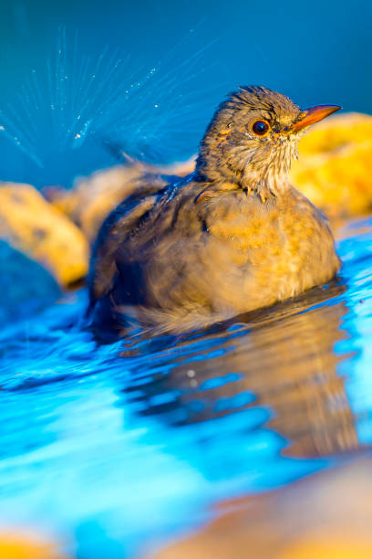 istock Blackbird, Forest Pond, Mediterranean Forest, Spain 1255165829