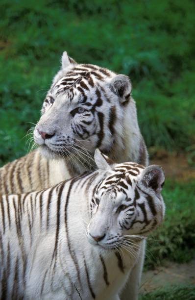 istock White Tiger, panthera tigris, Adults 1255165918