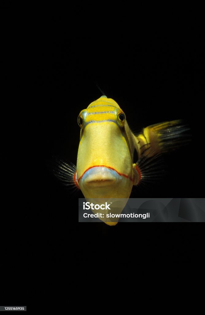Blackbelly Triggerfish, rhinecanthus verrucosus Yellow Stock Photo