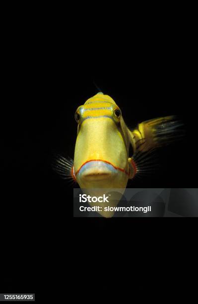 Blackbelly Triggerfish Rhinecanthus Verrucosus Stock Photo - Download Image Now - Yellow, Animal, Animal Wildlife