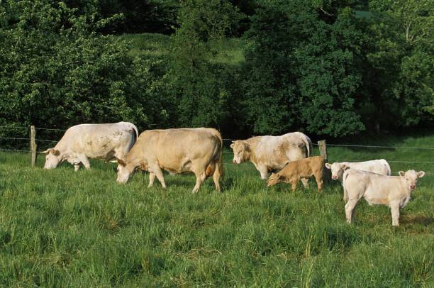 istock Domestic Cattle in Meadow 1255166172