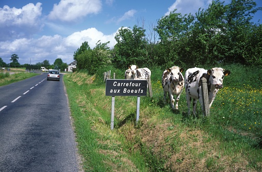 Normandy Cow, Domestic Cattle near Road, Normandy