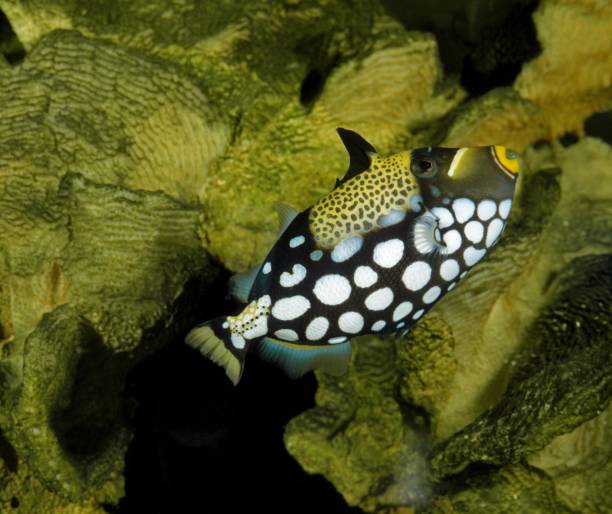 istock Clown Tiggerfish, balistoides conspicillum 1255166231