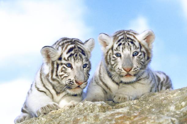 istock White Tiger, panthera tigris, Cub 1255166232