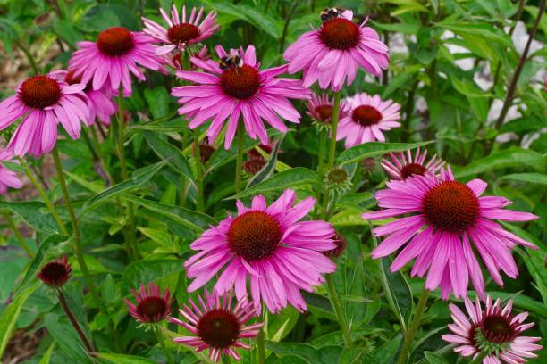 istock Bumblebees feeding on bright pink echinacea flower 1255166261
