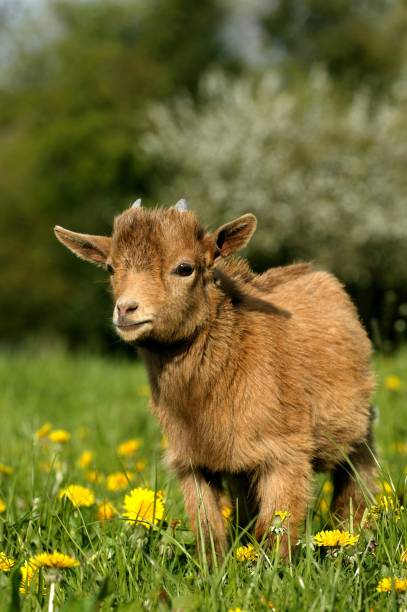 istock Pygmy domestic goat or Dwarf Goat, capra hircus, 3 Month old Young with Flowers 1255166317