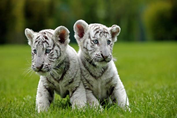 istock White Tiger, panthera tigris, Cub 1255166363