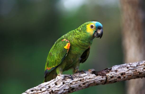 perroquet amazon à front bleu ou perroquet amazon à front turquoise, amazona aestiva, adulte debout sur branch, pantanal au brésil - psittacoidea photos et images de collection