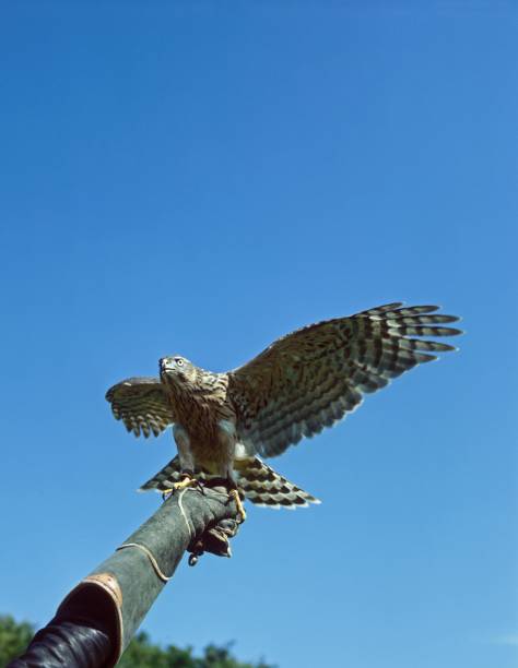 istock Falconer with Goshawk, accipiter gentilis 1255166572