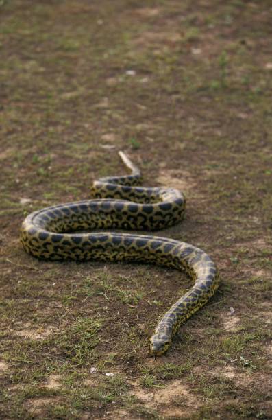 istock Green Anaconda, eunectes murinus, Pantanal in Brazil 1255166688