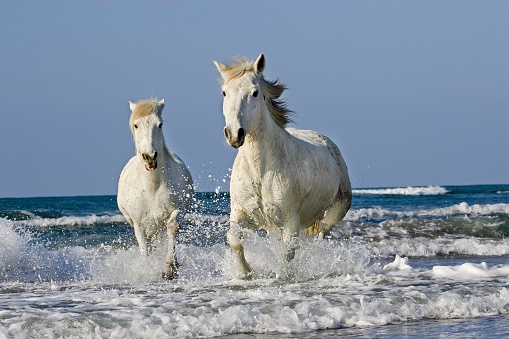 Camargue Horse, Galloping on Beach, Saintes Maries de la Mer in South East of France